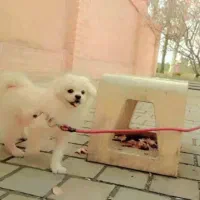 واگذاری سگ بسیار دوست داشتنی 8ماهه