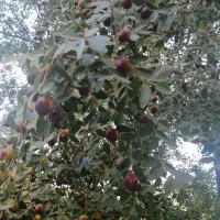 عناب تازه روی درخت|خوردنی و آشامیدنی|مشهد, موسوی قوچانی|دیوار