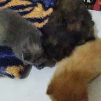 بچه گربه پرشین اسکاتیش|گربه|گنبد کاووس, |دیوار