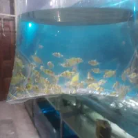 کالر پلاتی زبرا آنجل|ماهی|پاکدشت, پاکدشت (مامازند)|دیوار