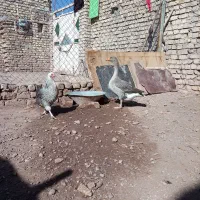 غاز و مرغ محلی و مرغ لاری