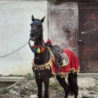 فروش اسب نریون ترکمن(ارتا لهراسب)