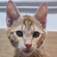 واگذاری گربه نارنجی