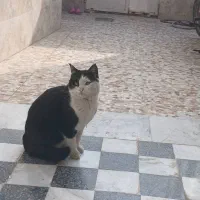 گربه نر|گربه|عسگران, |دیوار