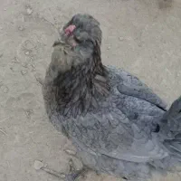 تخم نطفه دار گلین طوسی و پنگوئنی|حیوانات مزرعه|اصفهان, تیران|دیوار