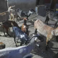 بز و کهره|حیوانات مزرعه|بندرعباس, |دیوار