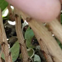 نهال پسته دهقان|خدمات باغبانی و درختکاری|مهریز, |دیوار