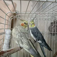 عروس هلندی جفت بانمک