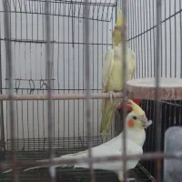 عروس هلندی نر و ماده