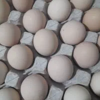 تخم مرغ برهما