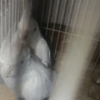 عروس هلندی آلبینو