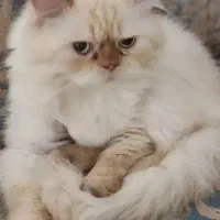 گربه پرشین