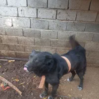 سگ گده جانی|سگ|بناب, |دیوار