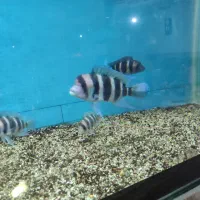 ۶عدد فرانتوزا اور سایز|ماهی|مشهد, چهاربرج|دیوار