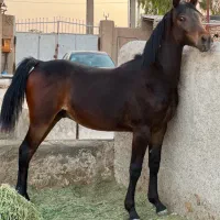 کره نریان عرب