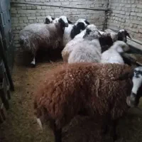 دو عدد میش آبستن جوان خیلی خوب افشار و دو رک شال|حیوانات مزرعه|یزد, |دیوار