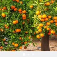 باسلام خدمت باغ داران عزیز پرتغال سردرختی‌