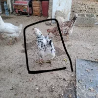 کبوتر و مرغ|حیوانات مزرعه|کوهمره, |دیوار