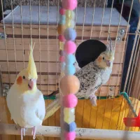 جفت عروس هلندی مولد|پرنده|شوشتر, |دیوار