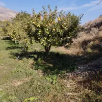 فروش-باغ-فرحزاد-مجن-شاهرود