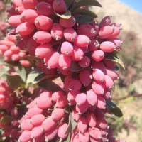 زرشک قائنات|خدمات پذیرایی، مراسم|قائن, |دیوار