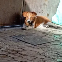 سگ پا کوتاه