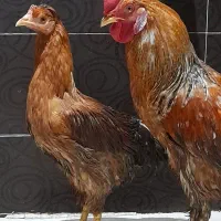 مرغ و خروس محلی ۷ ماهه