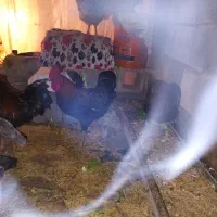 خروس یک ساله جوان