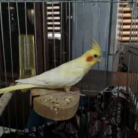 عروس هلندی ماده زعفرانی خال زرد