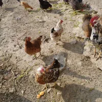 فروش مرغ کلین تخم گذار|حیوانات مزرعه|الیگودرز, |دیوار