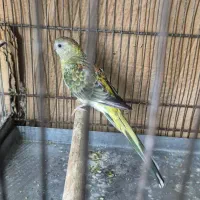 طوطی آوازه خوان|پرنده|اهواز, زندوکیلی|دیوار