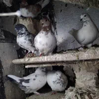 کبوتربالای۷ساعت