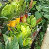 اجاره سوییت ویلا وباغ حومه تهران|استخدام سرایداری و نظافت|تهران, تهرانپارس شرقی|دیوار