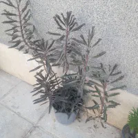 گلهای سالم سر حال|گل و گیاه طبیعی|هشتگرد, فاز ۳ مهستان|دیوار