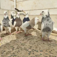 طوقی سرور|پرنده|مروست, |دیوار