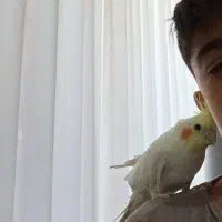 یک جفت عروس هلندی فروشی خوب|پرنده|خزل, |دیوار