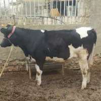 تلیسه چاق گوساله گاو