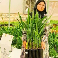 فروش نهال و پاجوش مجول مراکشی سوپر جامبو|خدمات باغبانی و درختکاری|رستاق, |دیوار