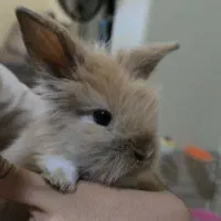 خرگوش مینی لوپ|موش و خرگوش|تهران, مینای شمالی (مخبر)|دیوار