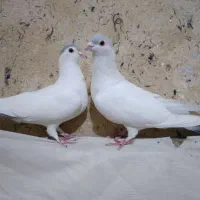 کبوتر پلاس طوقی دم سفید پلاکی پرستویی کل سفید