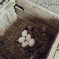 تخم مرغ نطفه دار گلین و خوراکی|حیوانات مزرعه|خرمشهر, |دیوار
