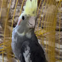 مرغ عروس|پرنده|کاشان, ترک آباد|دیوار