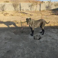 ماده سگ درشت جوان