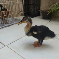 اردک نژاد دار