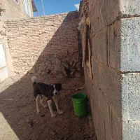 دوعد سگ گله ای برای فروش