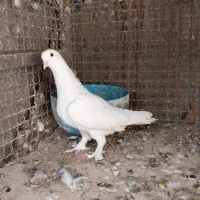 کبوترسفید|پرنده|شیراز, نصر|دیوار