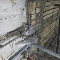 ماده دم سفید و دوکت سرور|پرنده|خمینیشهر, |دیوار