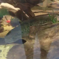 ماهی چانا|ماهی|شاهینشهر, خبرنگار|دیوار