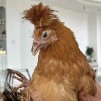 جوجه مرغ و غاز و بوقلمون