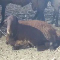 قوچ افشاری بره ماده